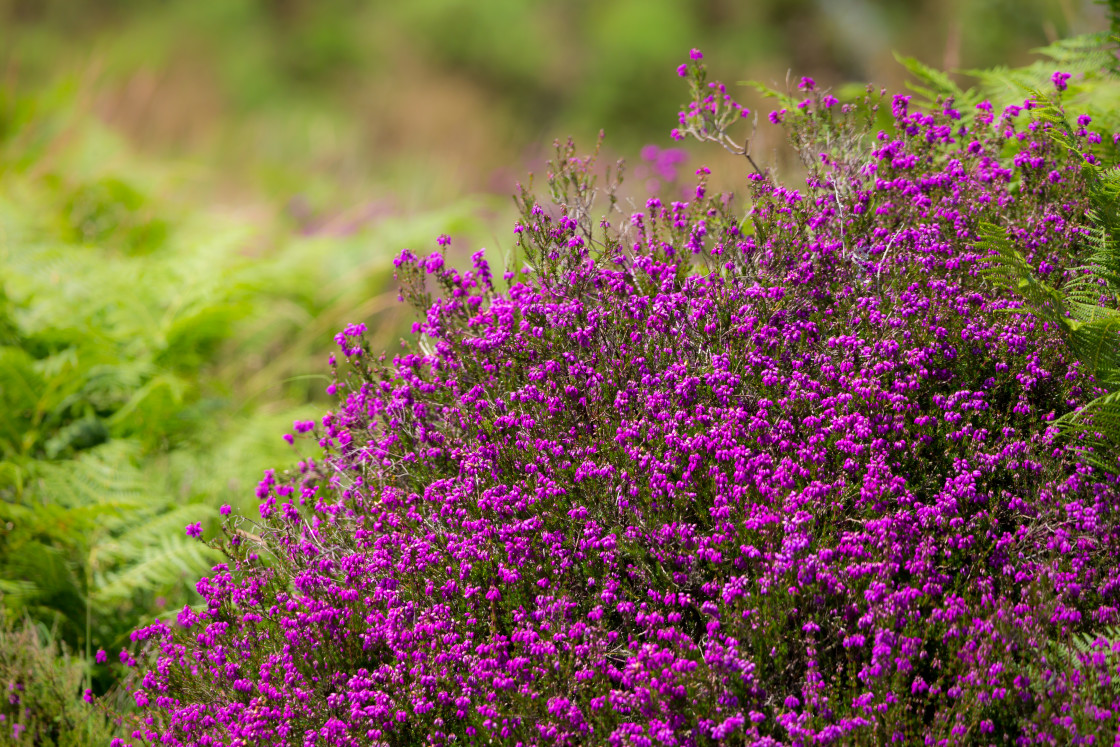 "Bell Heather" stock image