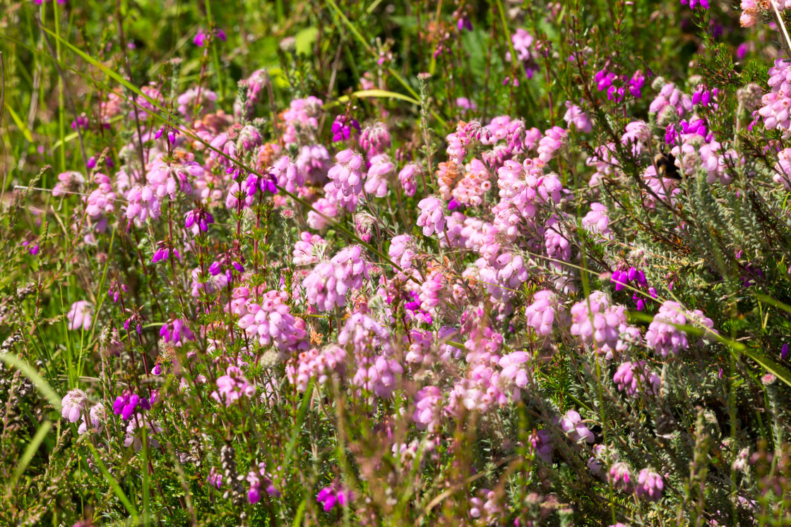 "Pink Bell Heather" stock image