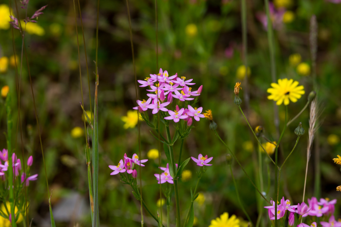 "Common Centaury" by Gordon England - $12.55 "Common Centaury" stock image
