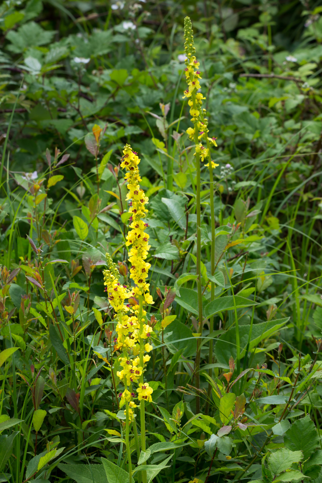 "Dark Mullein Flower" stock image