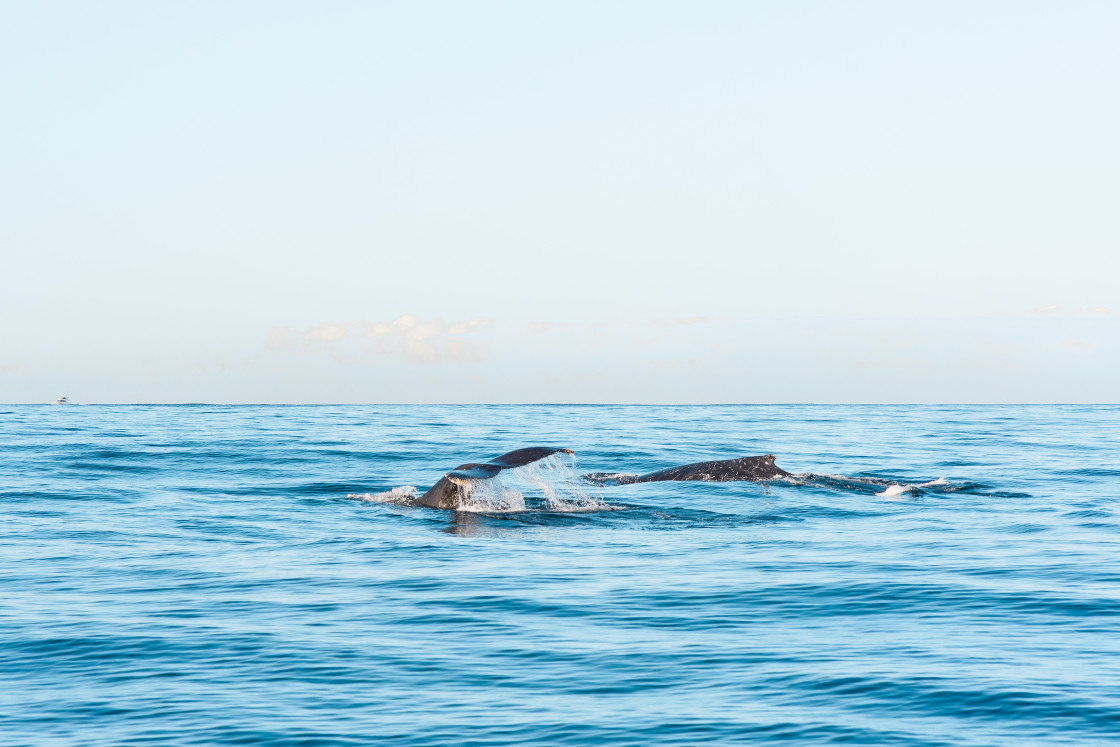 "Whales" stock image