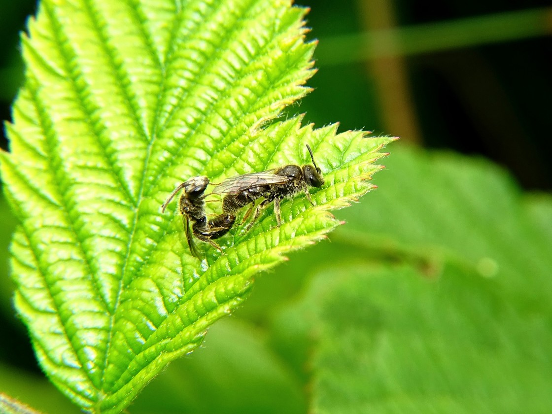 "Making pollinators" stock image