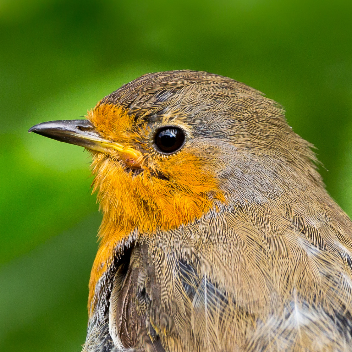 "Robin" stock image