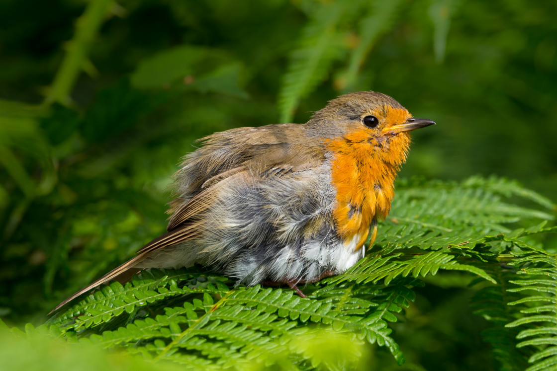 "Robin" stock image