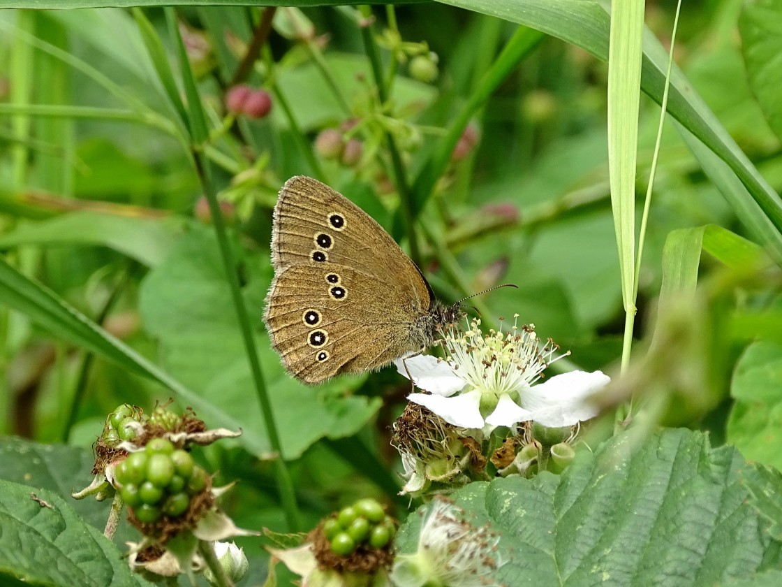 "Ringlet" stock image