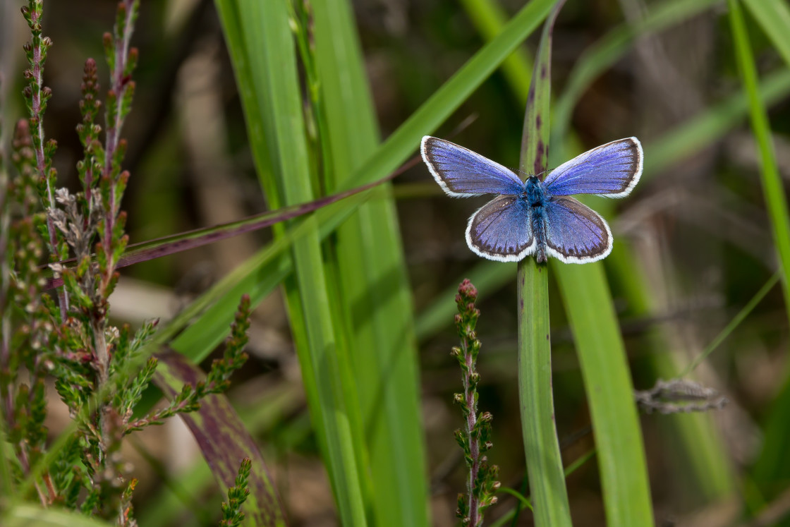 "Silver-studded Blue Butterfly" stock image