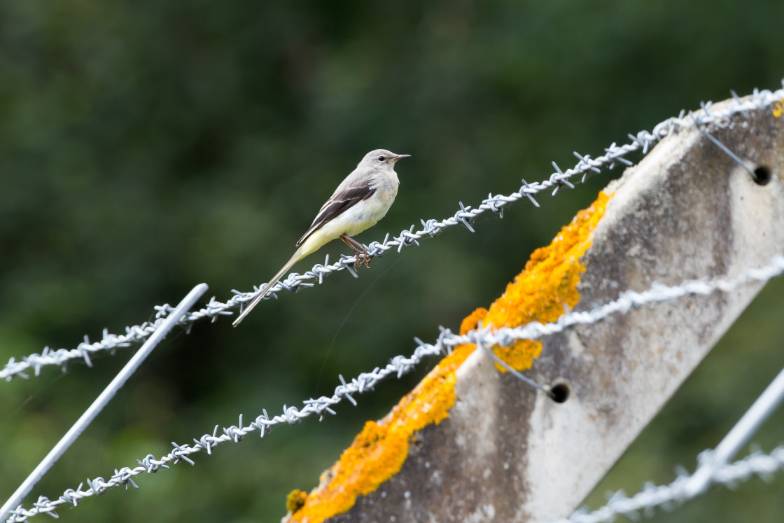 "Grey Wagtail" stock image