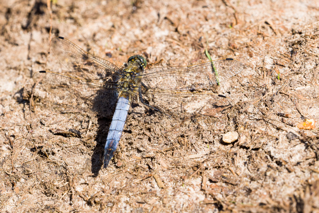 "Black-tailed Skimmer" stock image