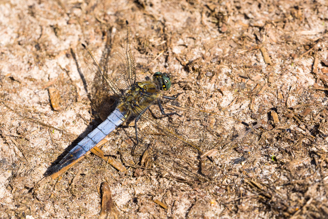 "Black-tailed Skimmer" stock image