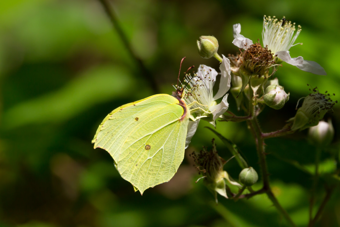 "Brimstone Butterfly" stock image