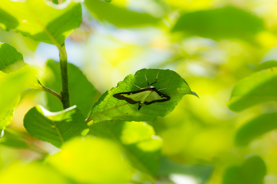 "Box Tree Moth" stock image