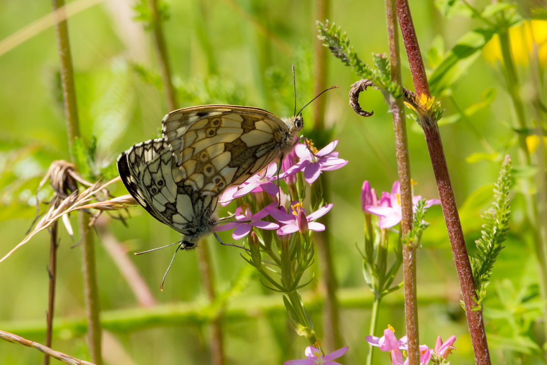 "Marbled White Mating Pair" stock image