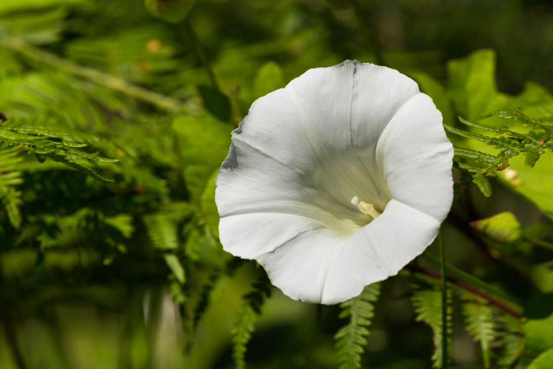 "Large Bindweed" stock image