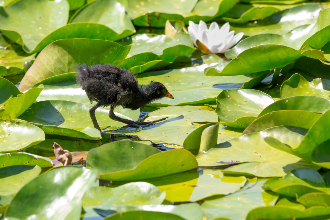 "Moorhen Chick" stock image