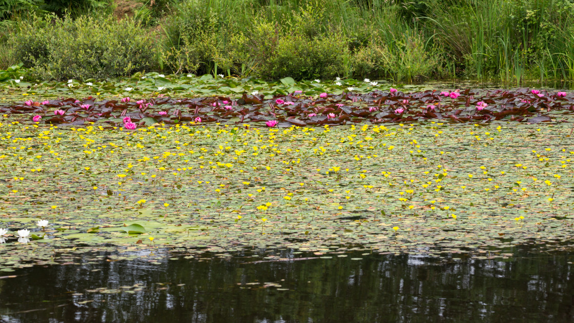 "Water-Lilies" stock image