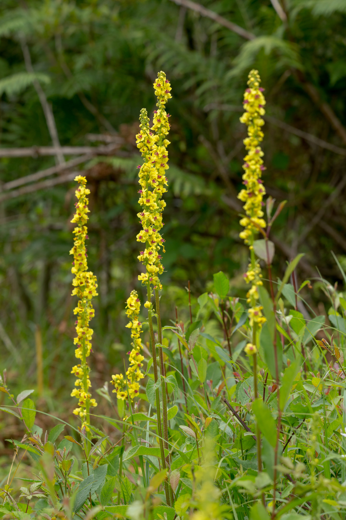 "Dark Mullein Flowers" stock image