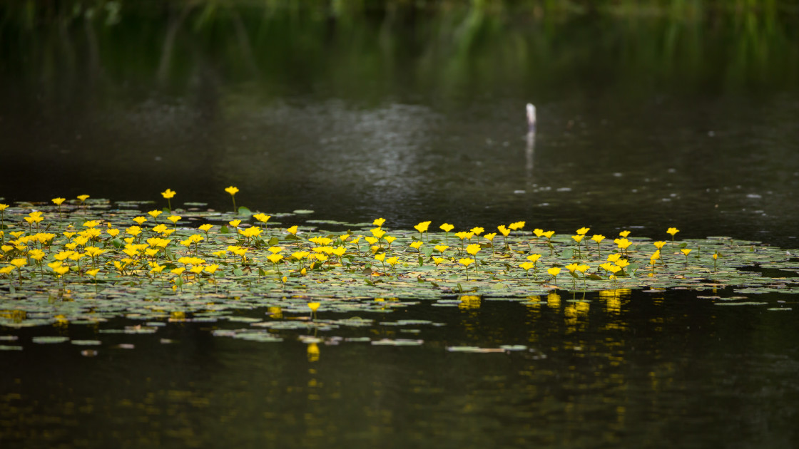 "Fringe Water-lily" stock image