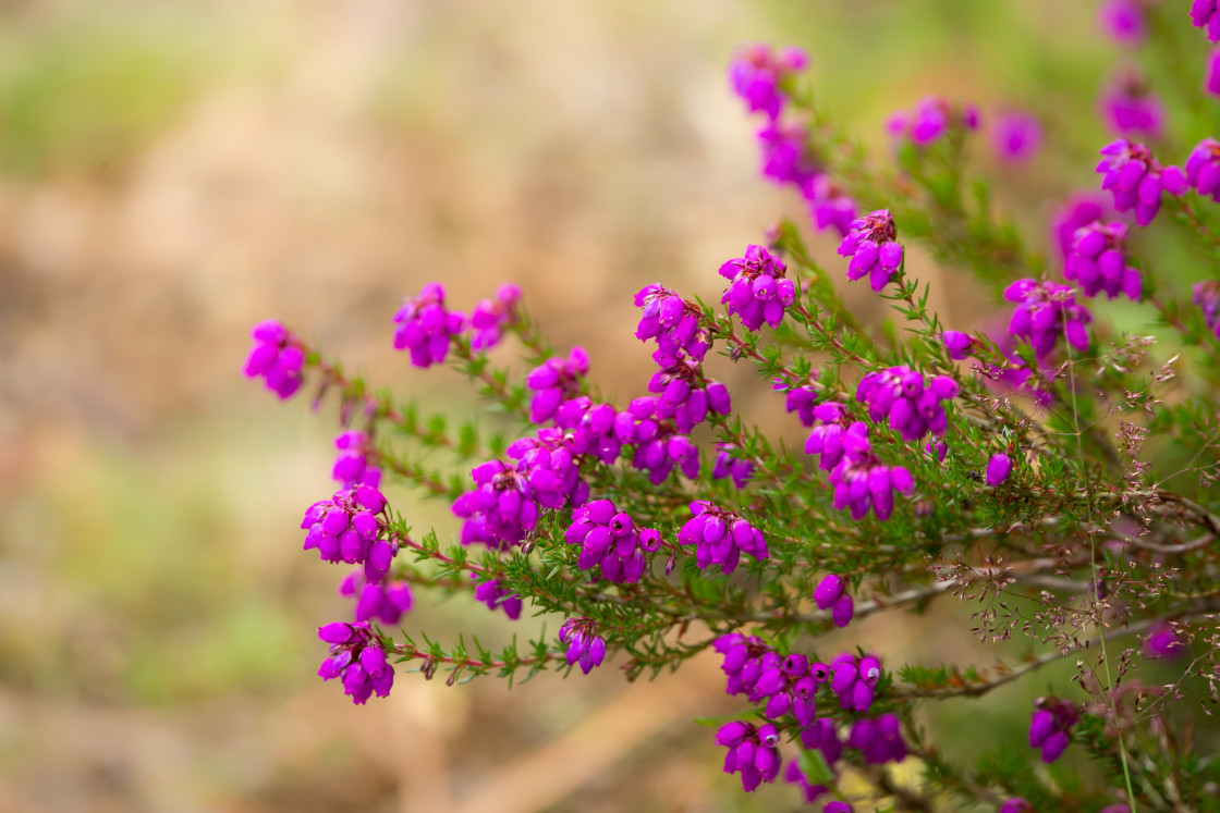 "Bell Heather" stock image