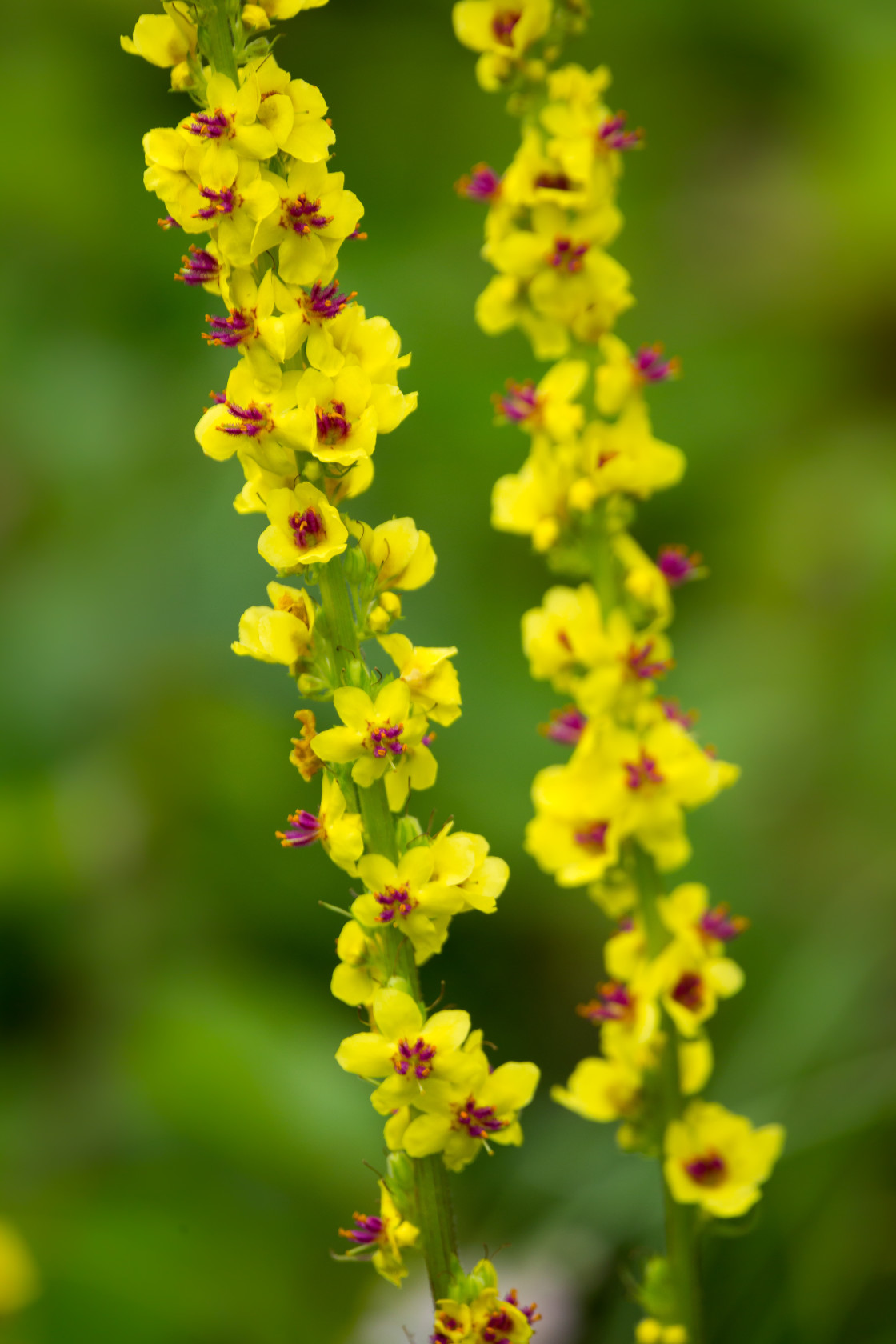 "Dark Mullein Flowers" stock image