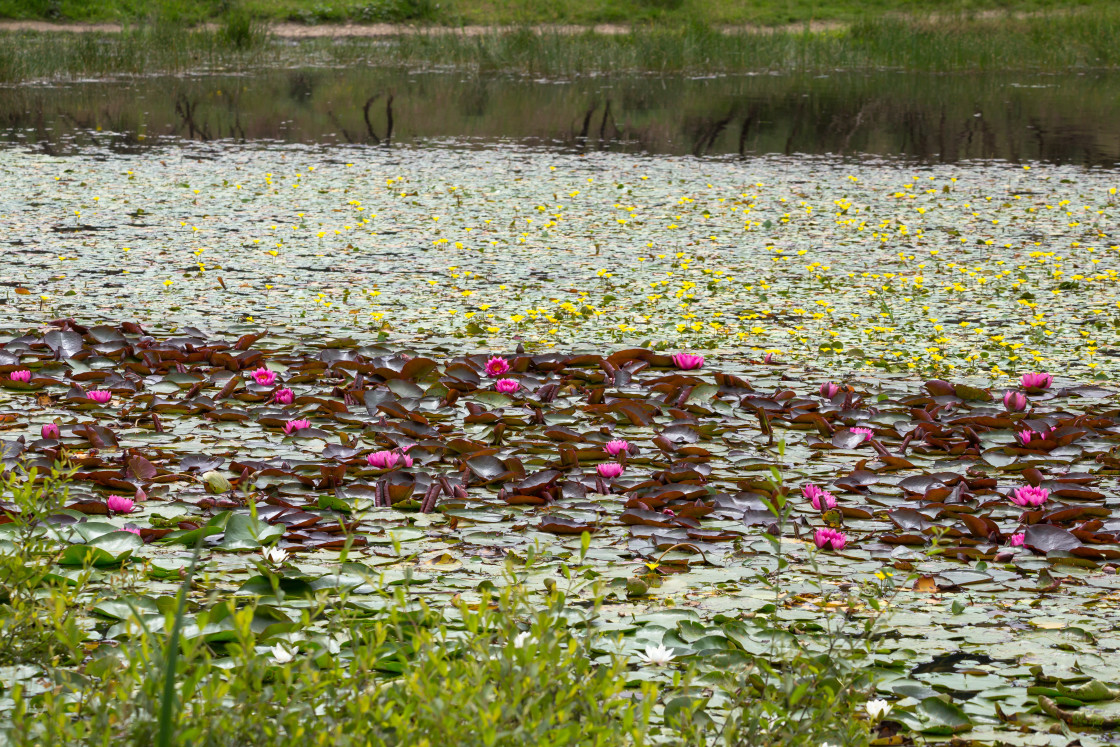 "Pond Flora" by Gordon England - $12.65 "Pond Flora" stock image