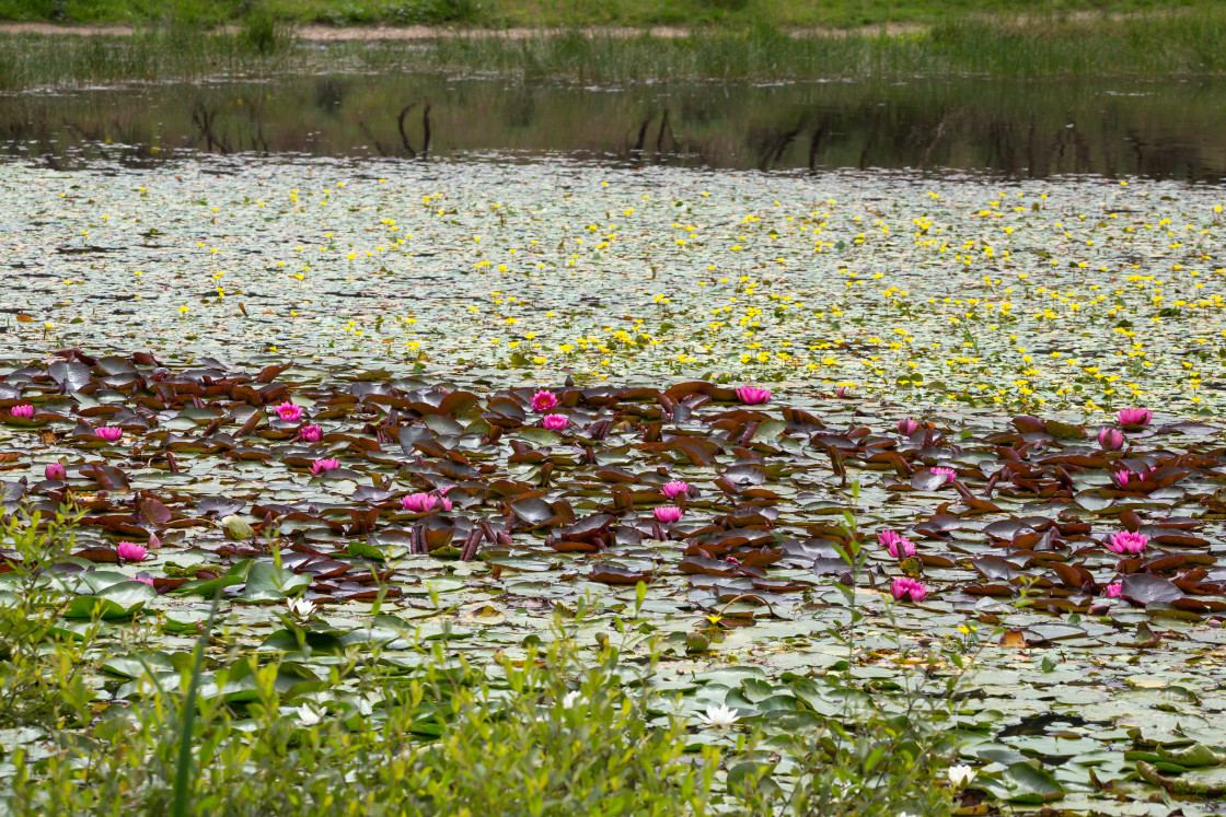 "Pond Flora" stock image