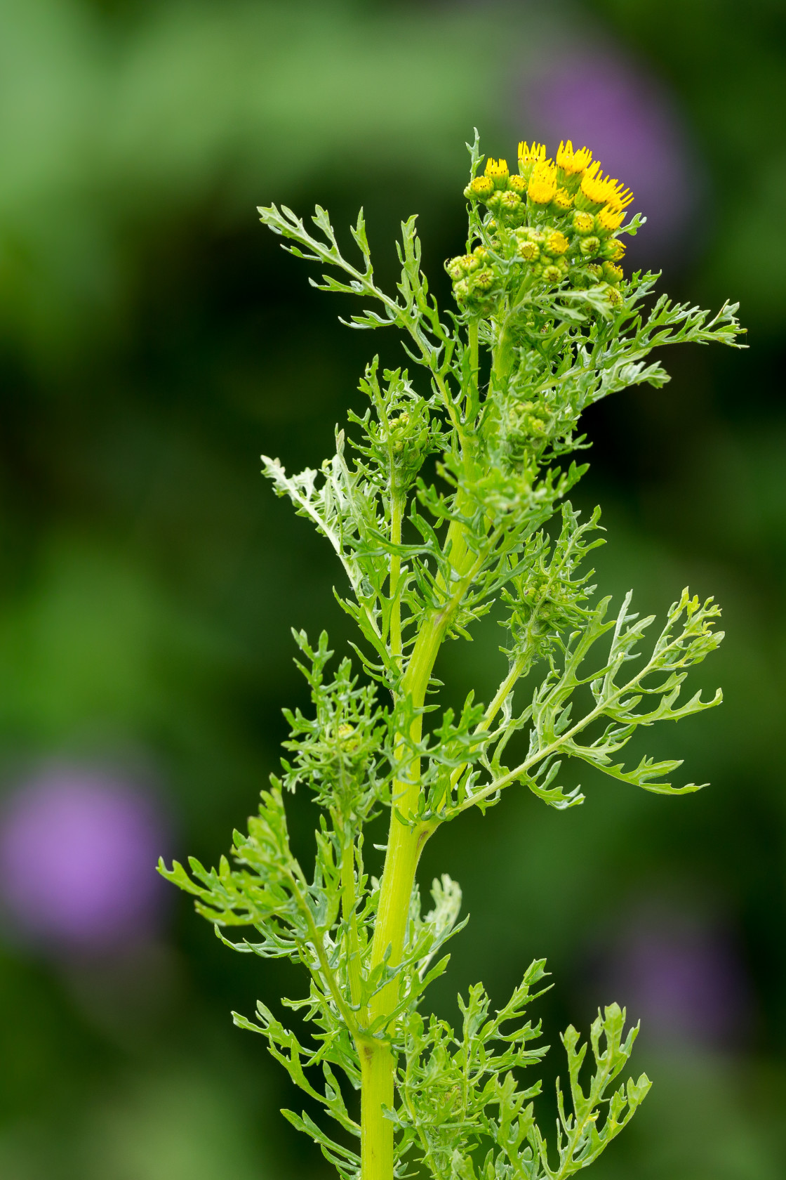 "Common Ragwort" stock image