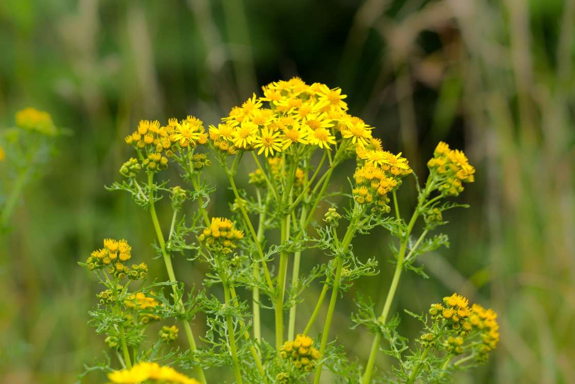 "Ragwort Flower" stock image