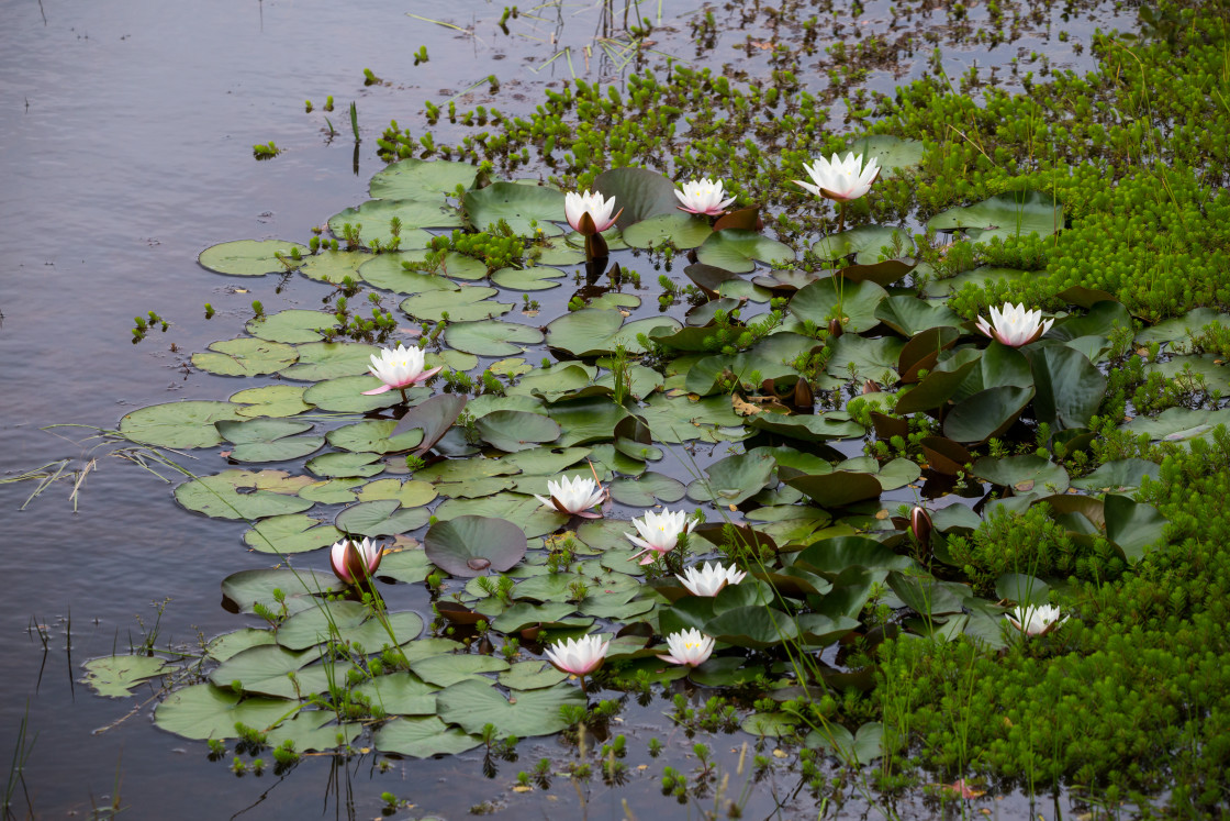"Water-lily" by Gordon England - $12.71 "Water-lily" stock image