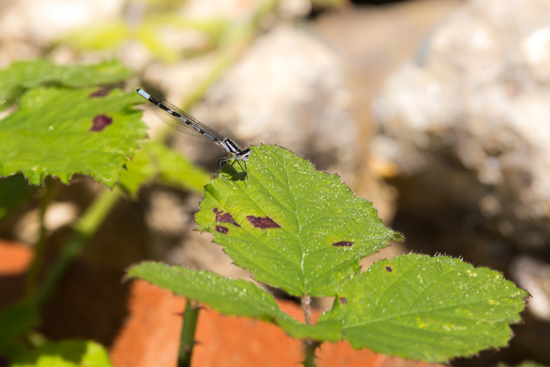 "Immature Male Common Blue Damselfly" stock image