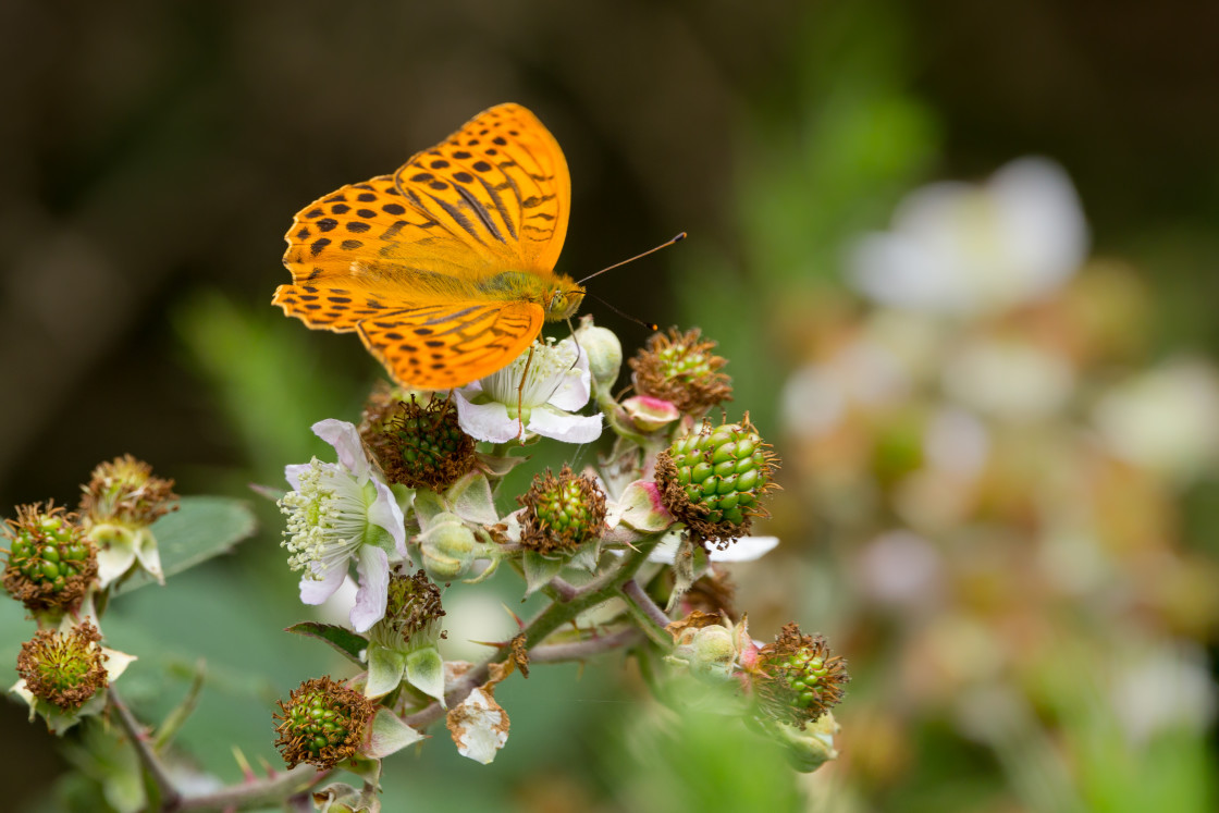 "Silver-washed Fritillary Butterfly" stock image