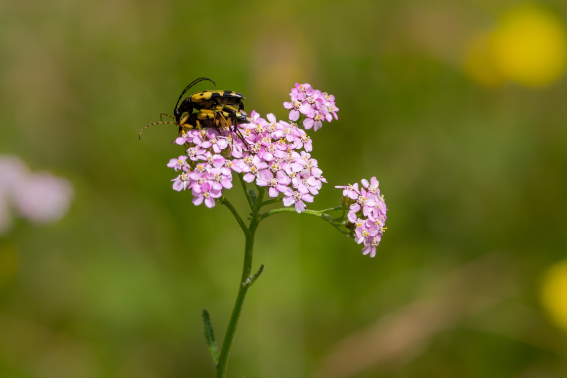 "Spotted Longhorn Beetles Mating" stock image