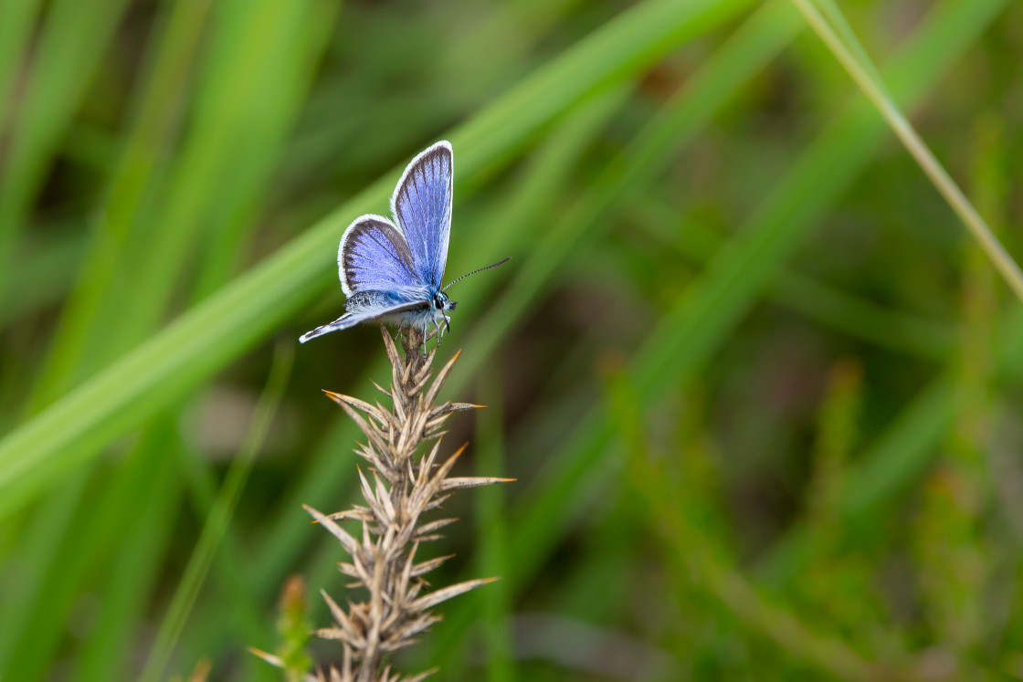 "Silver-studded Blue Butterfly" stock image