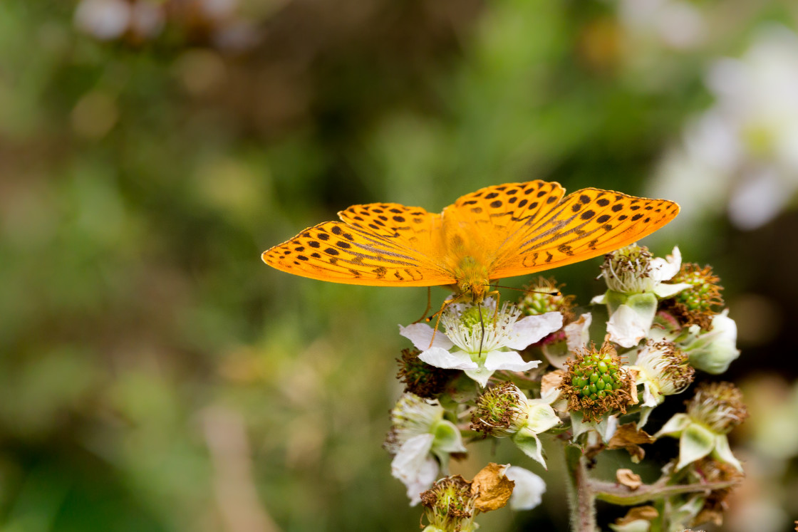 "Silver-washed Fritillary Butterfly" stock image