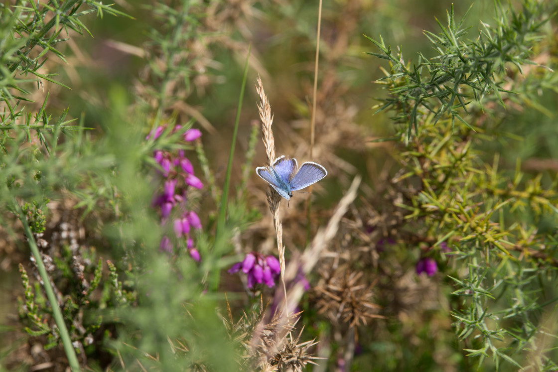 "Silver-studded Blue Butterfly" stock image