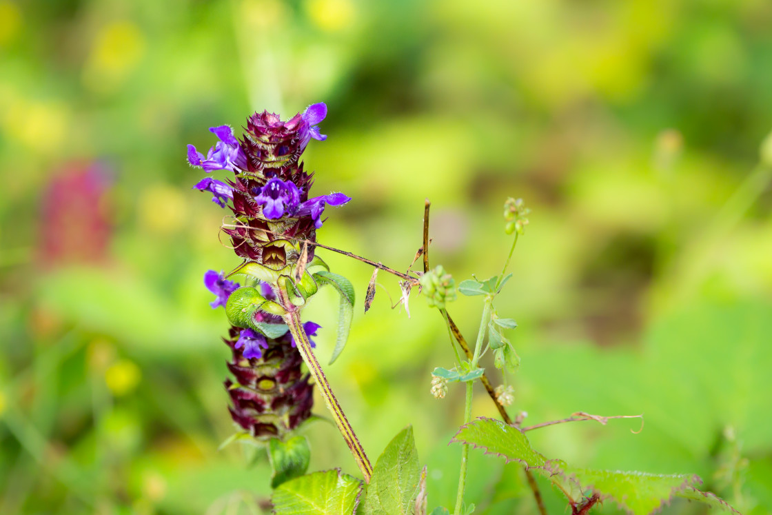 "Self-heal Flower" stock image