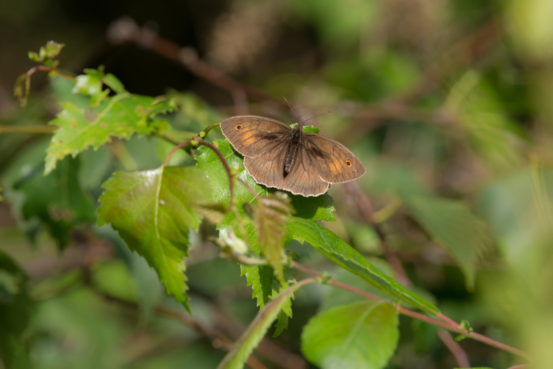 "Meadow Brown" stock image