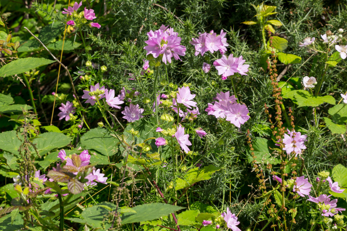 "Musk Mallow" stock image