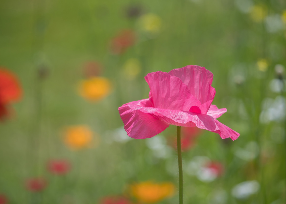 "Pink Poppy" stock image