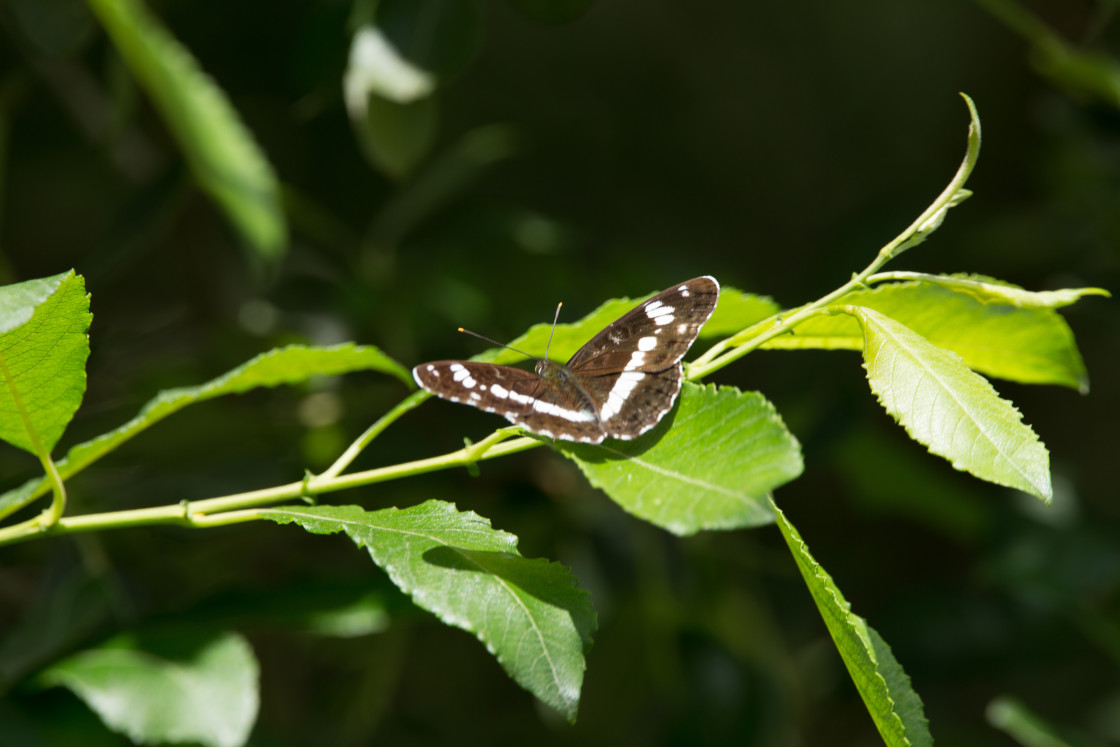 "White Admiral Butterfly" stock image