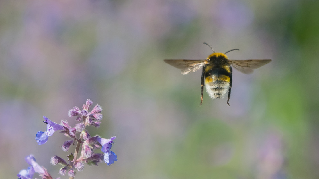 "The Flight Of The Bumblebee" stock image