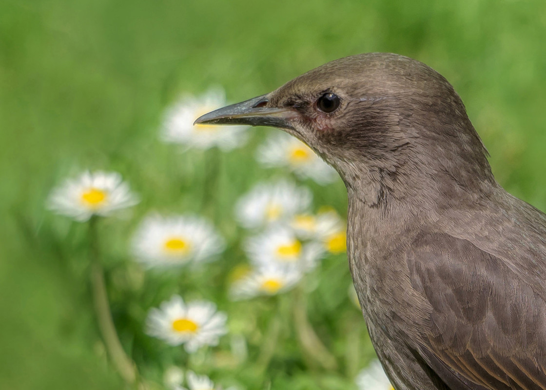 "The Juvenile Starling & The Daisies" stock image