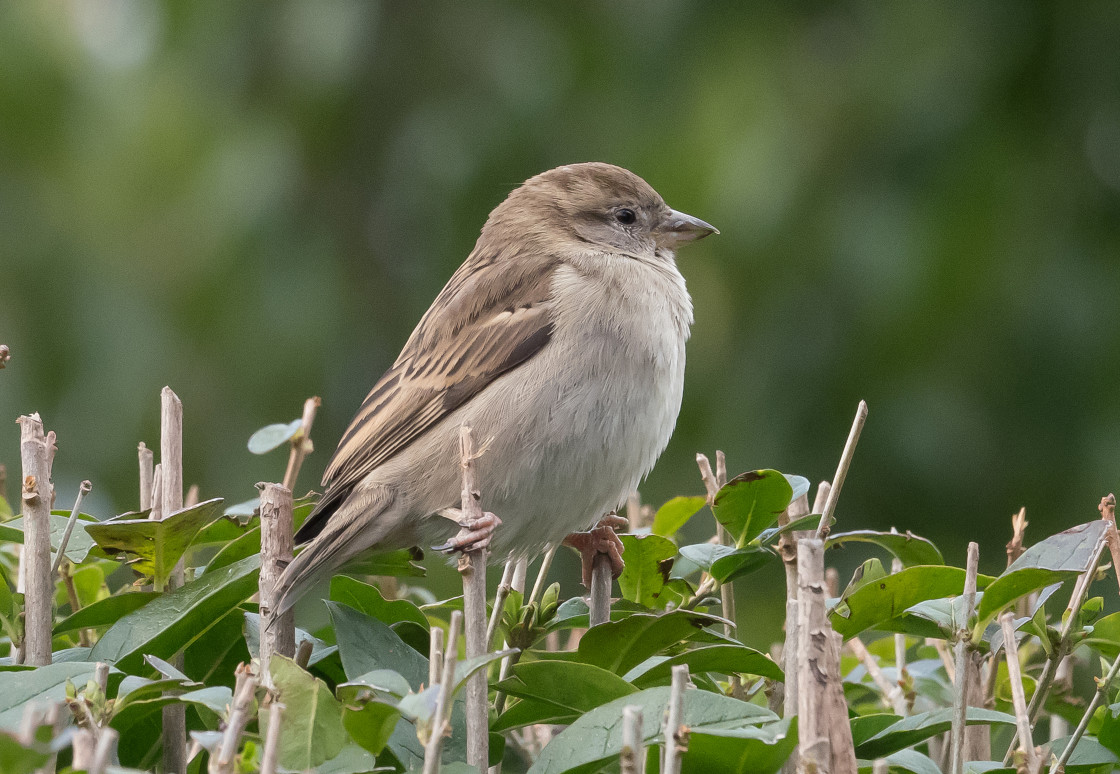 "House Sparrow ~ Female" stock image