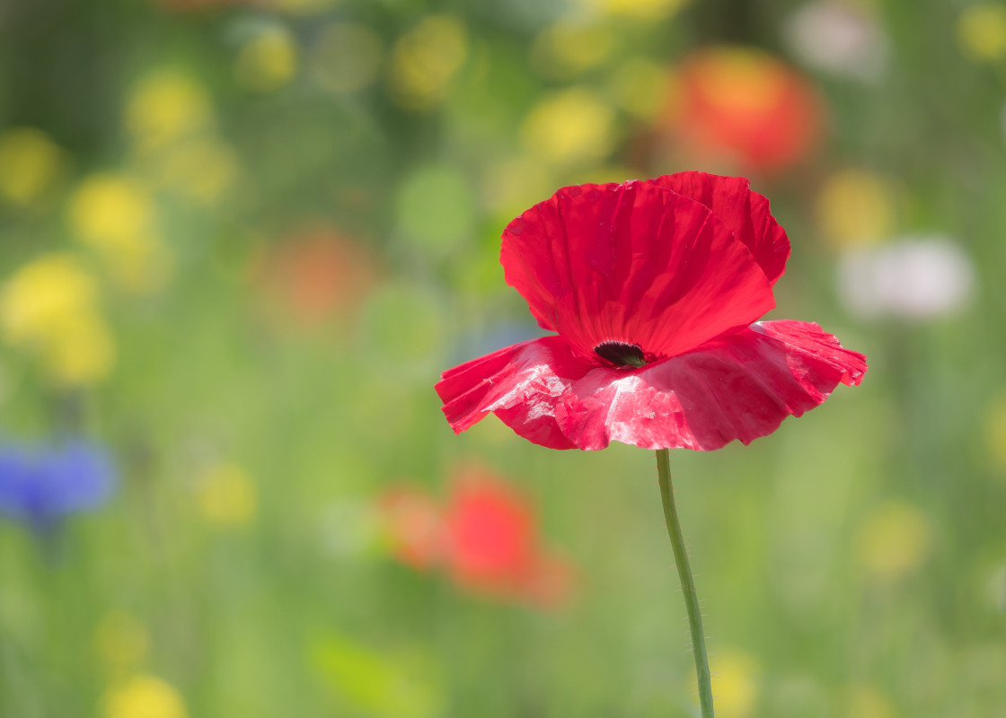 "Red Poppy" stock image