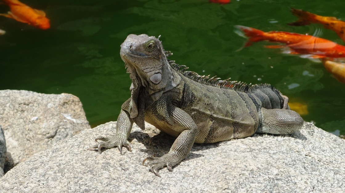 "Iguana" stock image