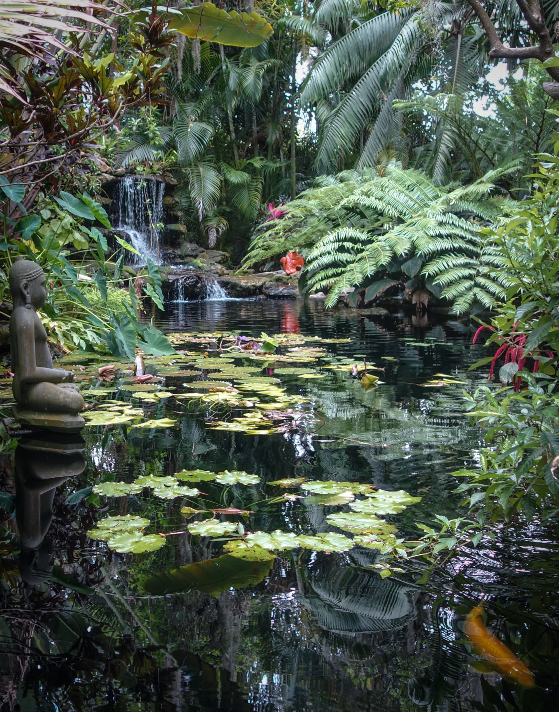 "Koi Pond Reflections" stock image