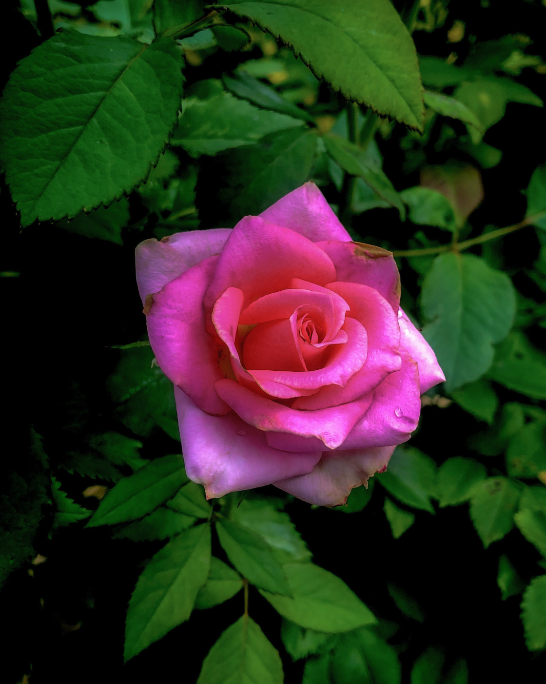 "Morning Rose" stock image