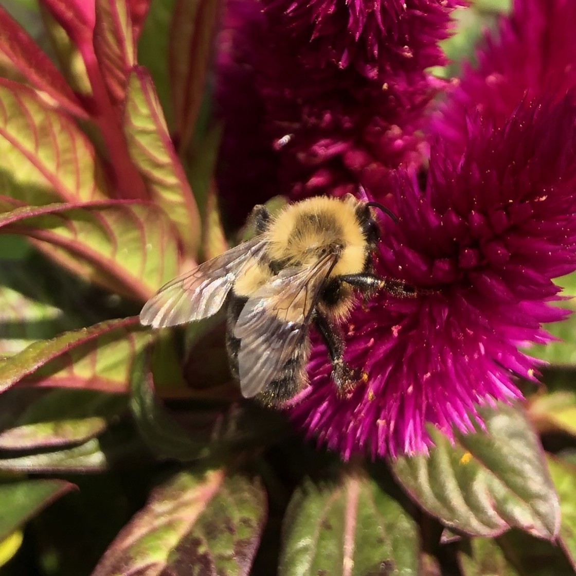 "Busy Bee" stock image