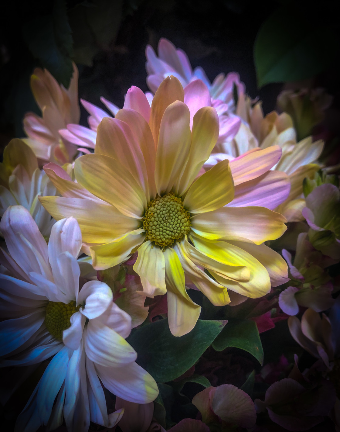 "Colorful Daisy" stock image