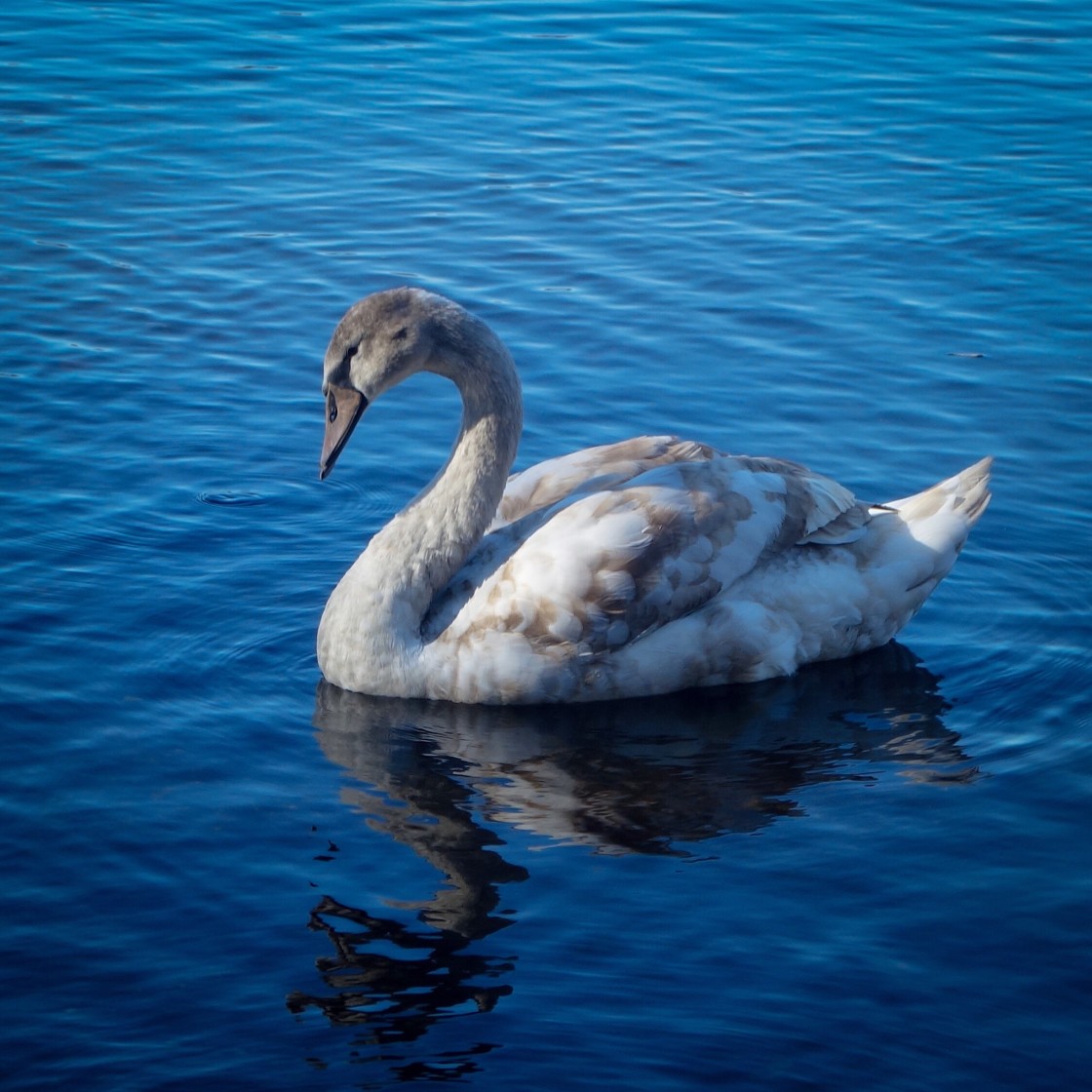 "White Swan" stock image