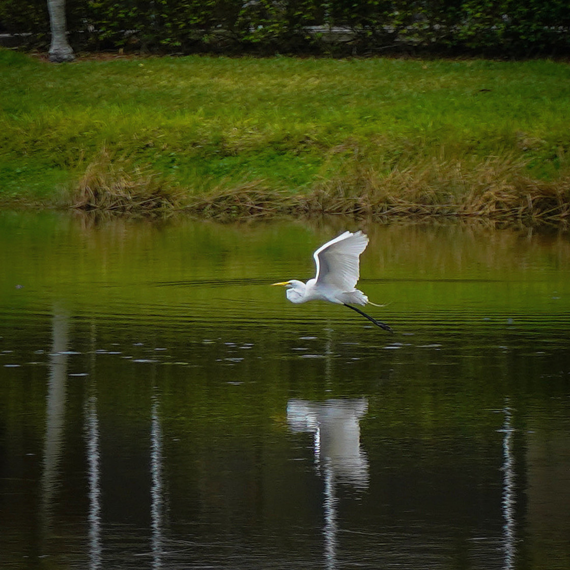 "White Heron in Flight" stock image